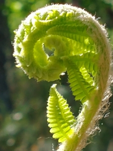 Ferns Of Spring